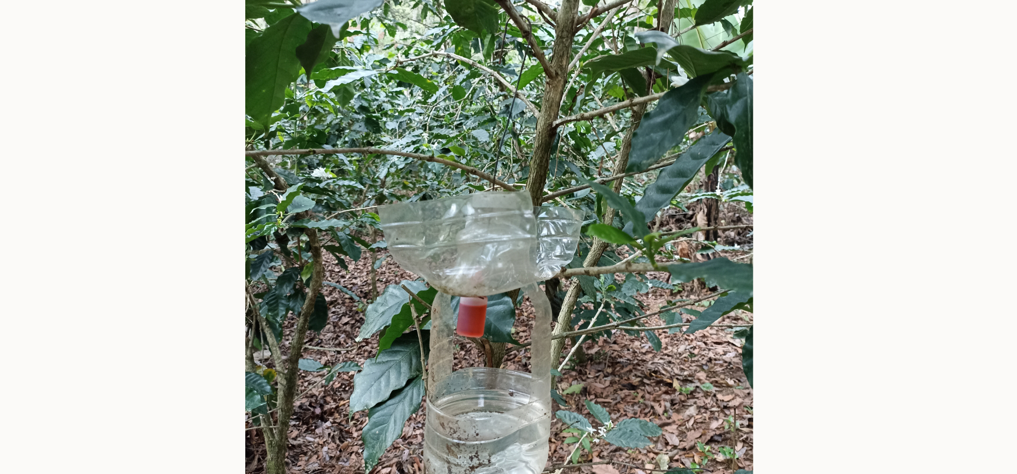 Traditional agroforestry coffee plantation in the mountain area of El Palero, Santiago Rodríguez region, using alcohol-based traps to attract and capture the coffee berry borer (Hypothenemus hampei). Photo: Mario Contreras Fleury (Alliance Bioversity International – CIAT)