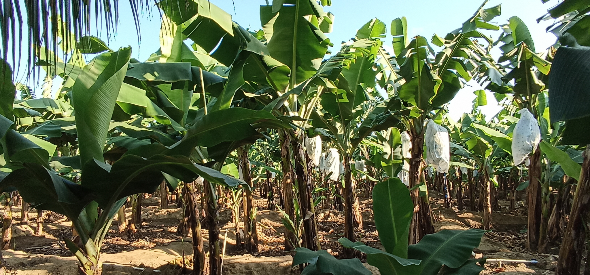 The traditional agroforestry coffee plantation in the mountainous area of El Palero (Santiago Rodríguez region). This image illustrates how the system operates as a conventional polyculture, featuring banana and coffee plants co-located in the same area alongside shade trees. Photo: Katya Perez Guzman (IIASA)
