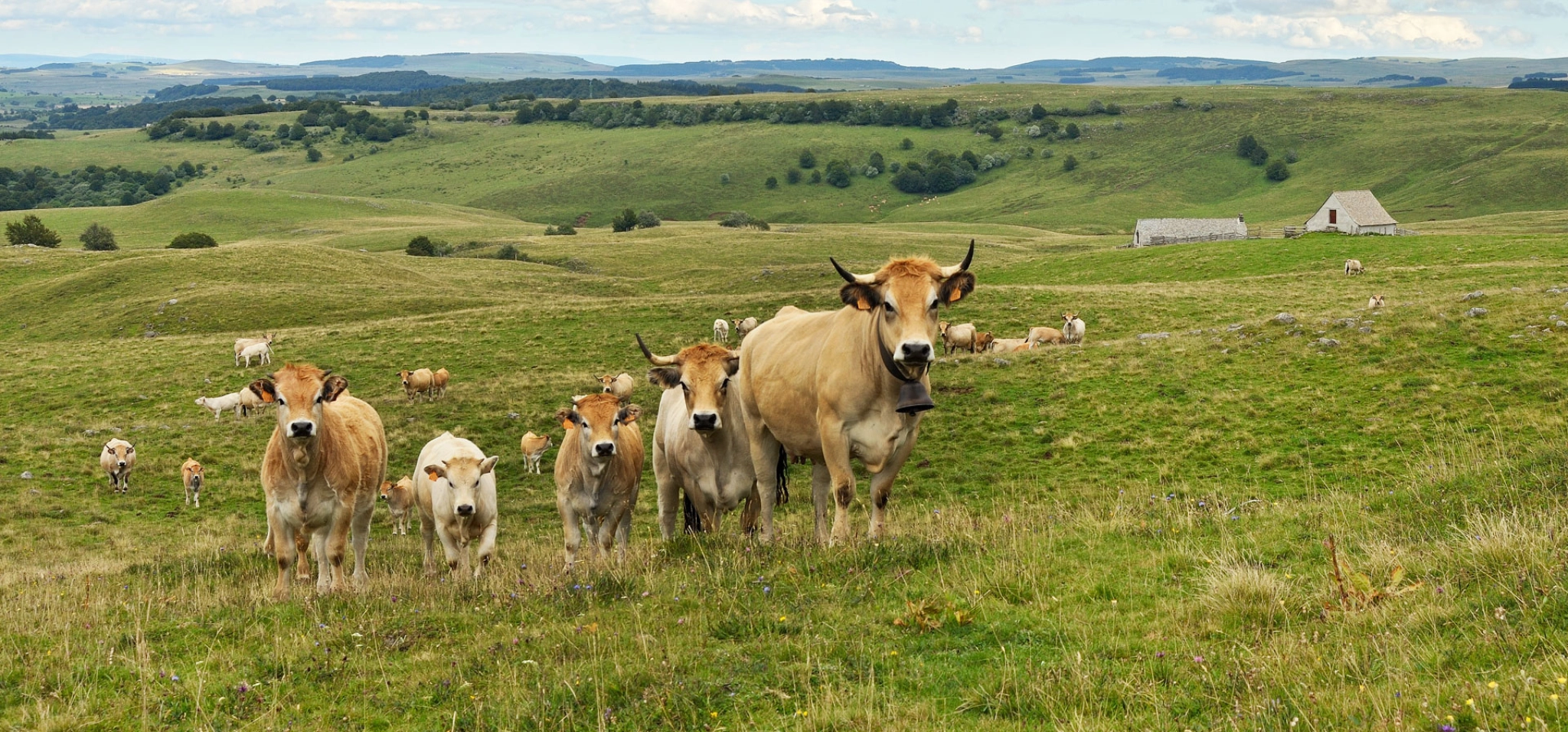 Assessing the Future of Livestock Farming in France’s Aubrac Region to 2050